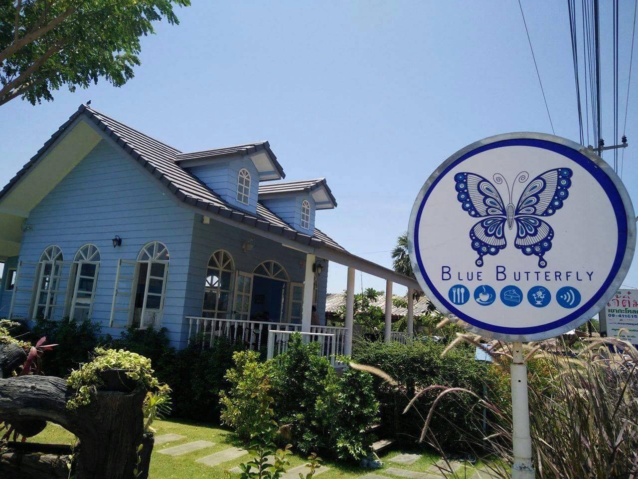 blue butterfly ปราณบุรี1